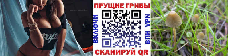 Галлюциногенные грибы Cubensis  Купить где  Лиски 